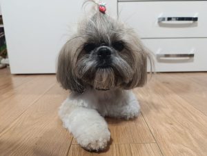 Poli
